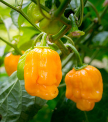 Semena chilli papričky – Chilli Bhut Jolokia žluté – Capsicum chinense