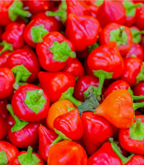 Chilli Pimento - Capsicum chinense - semena - 6 ks
