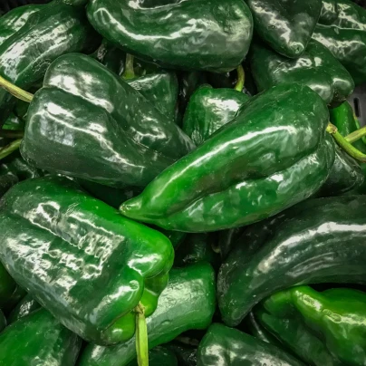 Chilli Poblano - Capsicum chinense - semena - 6 ks