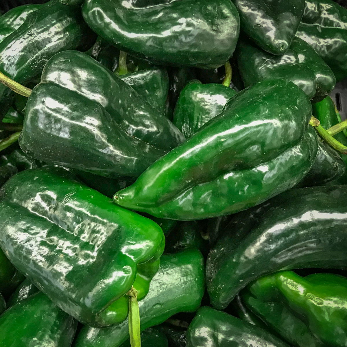 Chilli Poblano - Capsicum chinense - semena - 6 ks