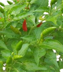 Chilli Thai Hot Culinary - Capsicum annuum - semena - 6 ks