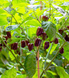 Chilli Habanero Chocolate - Capsicum annuum - semena - 6 ks