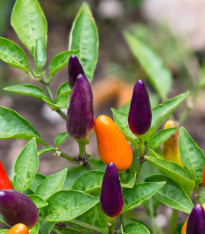 Chilli Ember - Capsicum annuum - semena - 6 ks