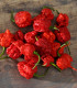 Chilli Carolina Reaper - Capsicum chinense - semena - 5 ks