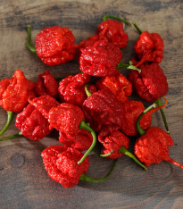 Chilli Carolina Reaper - Capsicum chinense - semena - 5 ks