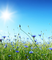 Letničky směs Zahradní sen v modrém - luční směs - 0,9 g