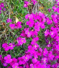 Tařička zahradní červená - Aubrieta hybrida - semena - 200 ks