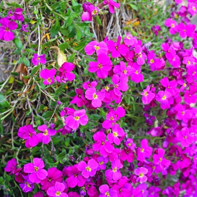 Tařička zahradní červená - Aubrieta hybrida - semena - 200 ks