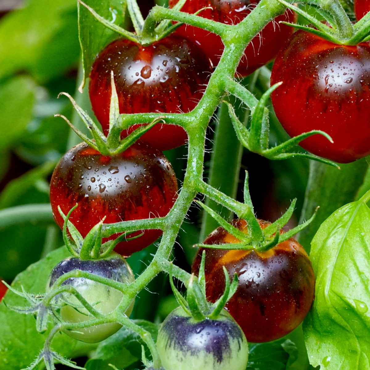 Rajče Indigo Apple - Lycopersicon lycopersicum L. - semena - 7 ks