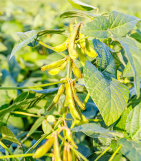 BIO Sója luštinatá Edamame - Glycina max - bio semena - 25 ks