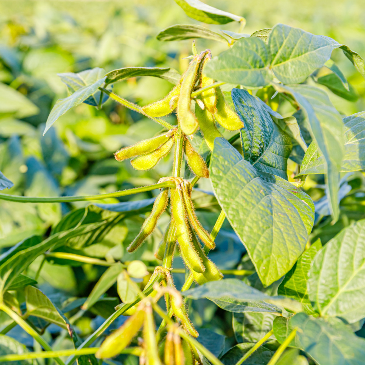 BIO Sója luštinatá Edamame - Glycina max - bio semena - 25 ks