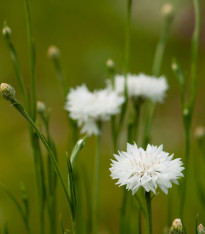 Chrpa luční bílá - Centaurea cyanus - semena - 45 ks