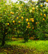 Citroník pravý - Citrus Limon - semena - 5 ks
