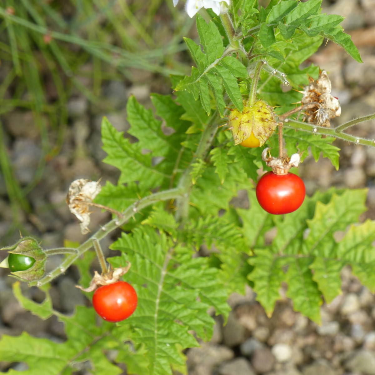 Rajče pichlavé Liči - Solanum sisymbrifolium - semena - 6 ks