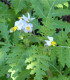Rajče pichlavé Liči - Solanum sisymbrifolium - semena - 6 ks