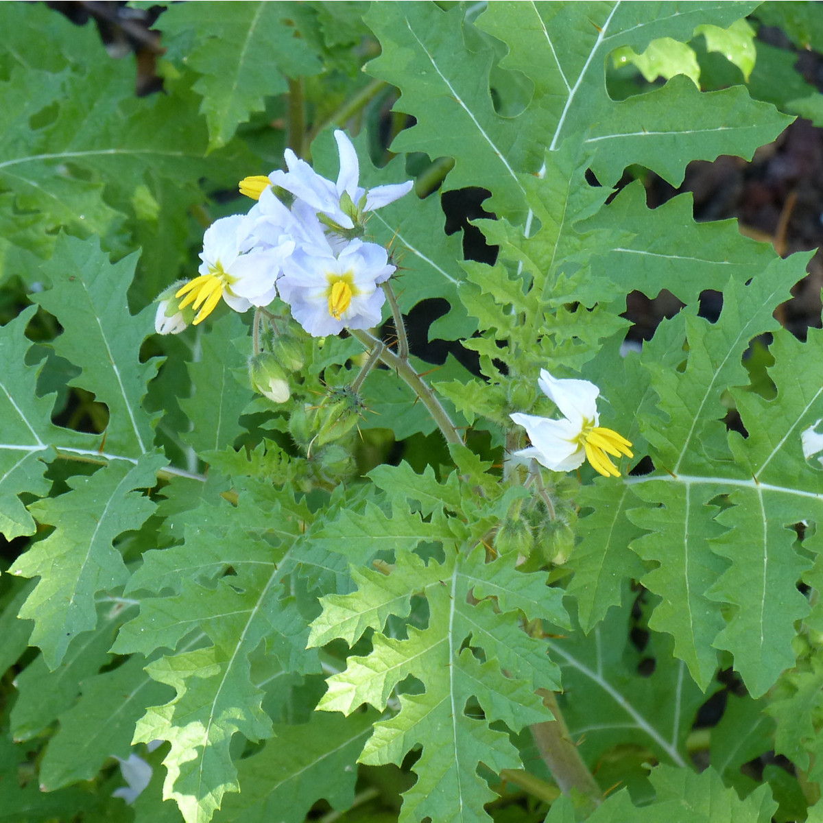 Rajče pichlavé Liči - Solanum sisymbrifolium - semena - 6 ks