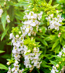Šalvěj Victoria White - Salvia farinacea - semena - 12 ks
