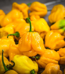 Semena chilli papričky – Chilli Trinidad Scorpion Butch žluté – Capsicum chinense