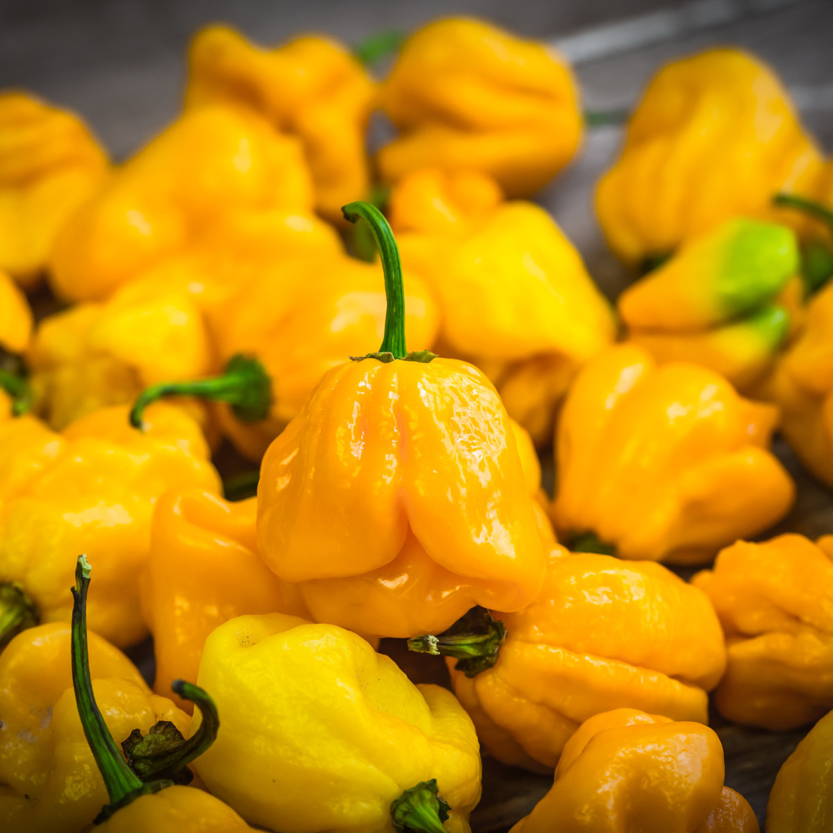 Chilli Trinidad Scorpion Butch žluté - Capsicum chinense - semena - 5 ks