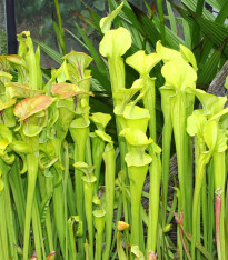 Špirlice náhorní - Sarracenia oreophilla - semena - 12 ks