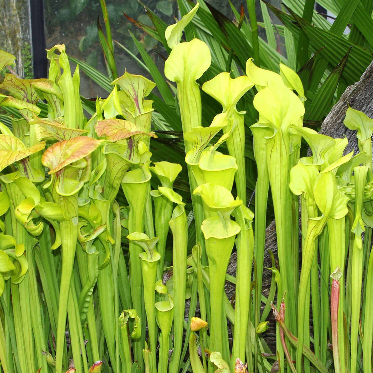 Špirlice náhorní - Sarracenia oreophilla - semena - 12 ks