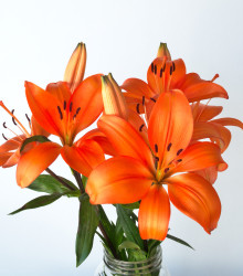 Lilie cibulkonosná - Lilium bulbiferum - semena - 5 ks