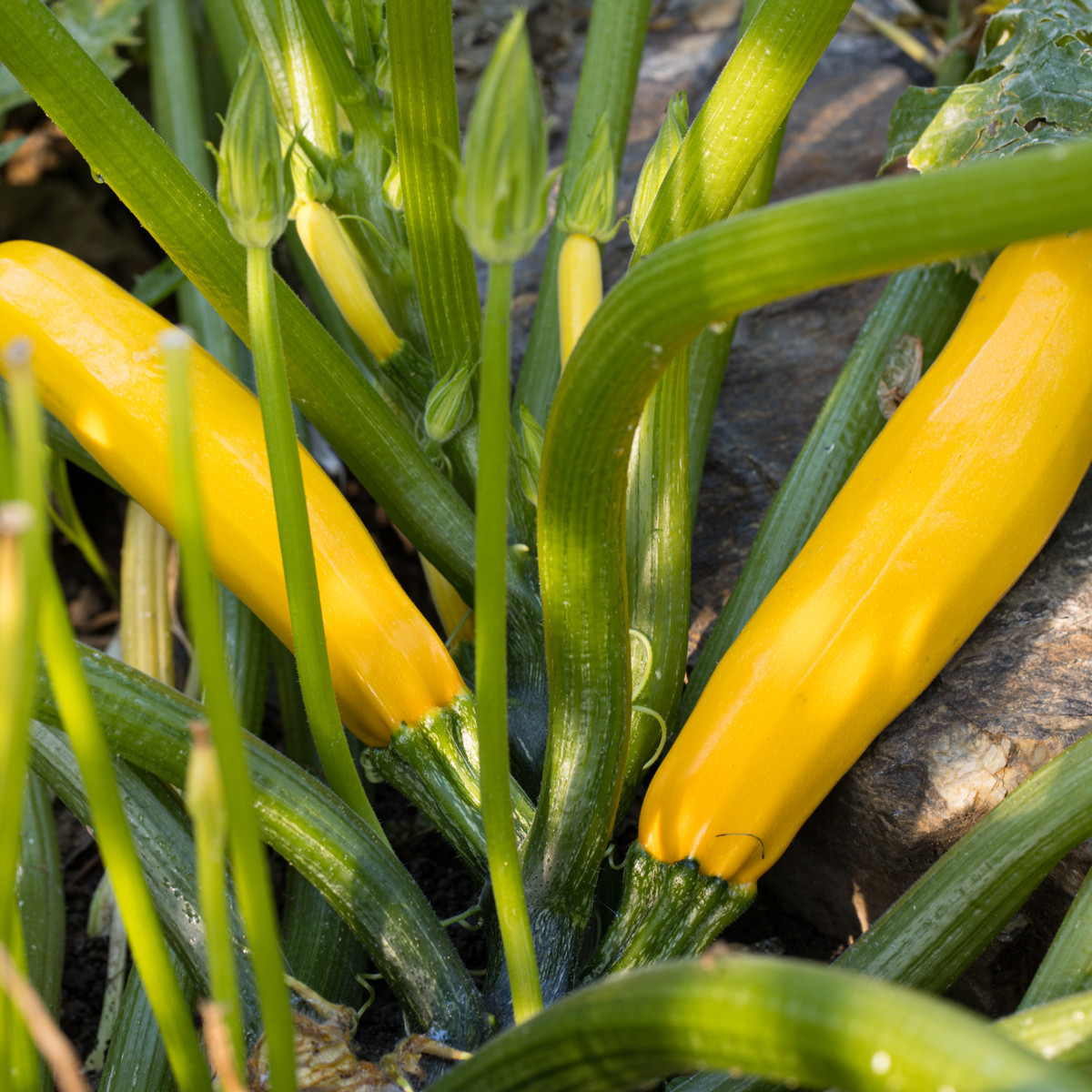 BIO Cuketa Gold Rush - Cucurbita pepo - bio semena - 7 ks