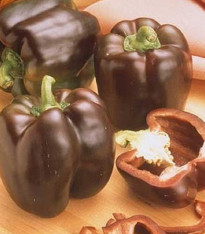 Paprika Hnědá Kráska - Capsicum annuum - semena - 9 ks