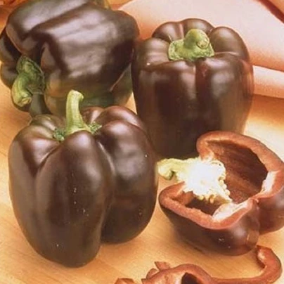 Paprika Hnědá Kráska - Capsicum annuum - semena - 9 ks