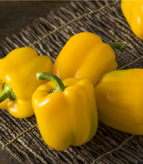 Paprika Gemini F1 - Capsicum annuum - semena - 10 ks