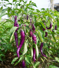 Paprika Marconi Purple - Capsicum annuum - semena - 10 ks