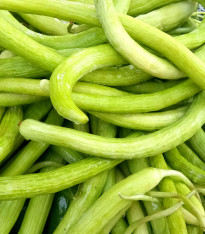 Okurka arménská - Cucumis melo - semena - 6 ks