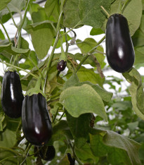 Lilek český raný - Solanum melongena - semena - 100 ks