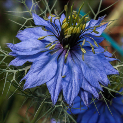 Černucha damašská modrá - Nigella Damascena - semena - 200 ks