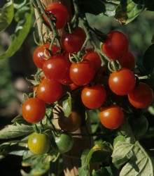 Převislé rajče Tom Red - Solanum lycopersicum - semena - 8 ks