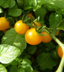 Divoké rajče rybízové Gold Rush - Solanum pimpinellifolium - semena - 6 ks