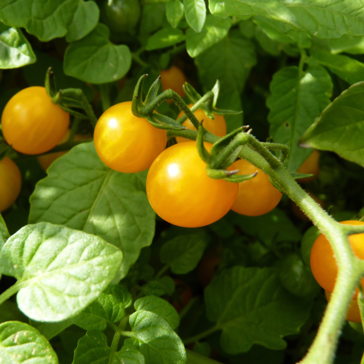 Divoké rajče rybízové Gold Rush - Solanum pimpinellifolium - semena - 6 ks