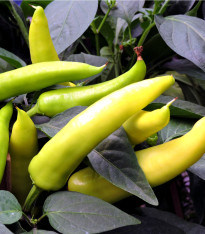 Paprika Sladký banán - Capsicum annuum - semena - 9 ks