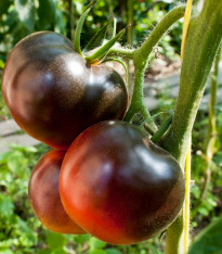 Rajče Černý muž - Solanum lycopersicum - semena - 6 ks