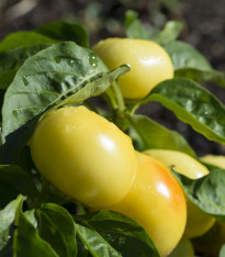 Rajčatová paprika Nagykuti - Capsicum annuum - semena - 7 ks