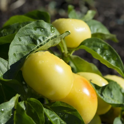 Rajčatová paprika Nagykuti - Capsicum annuum - semena - 7 ks