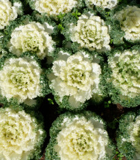 Okrasné zelí Nagoya F1 bílá - Brassica oleracea - semena - 20 ks