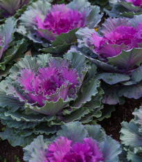 Okrasné zelí Pigeon F1 Purple - Brassica oleracea - semena - 20 ks