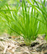 BIO Pažitka - Allium schoenoprasum L. - bio semena - 200 ks