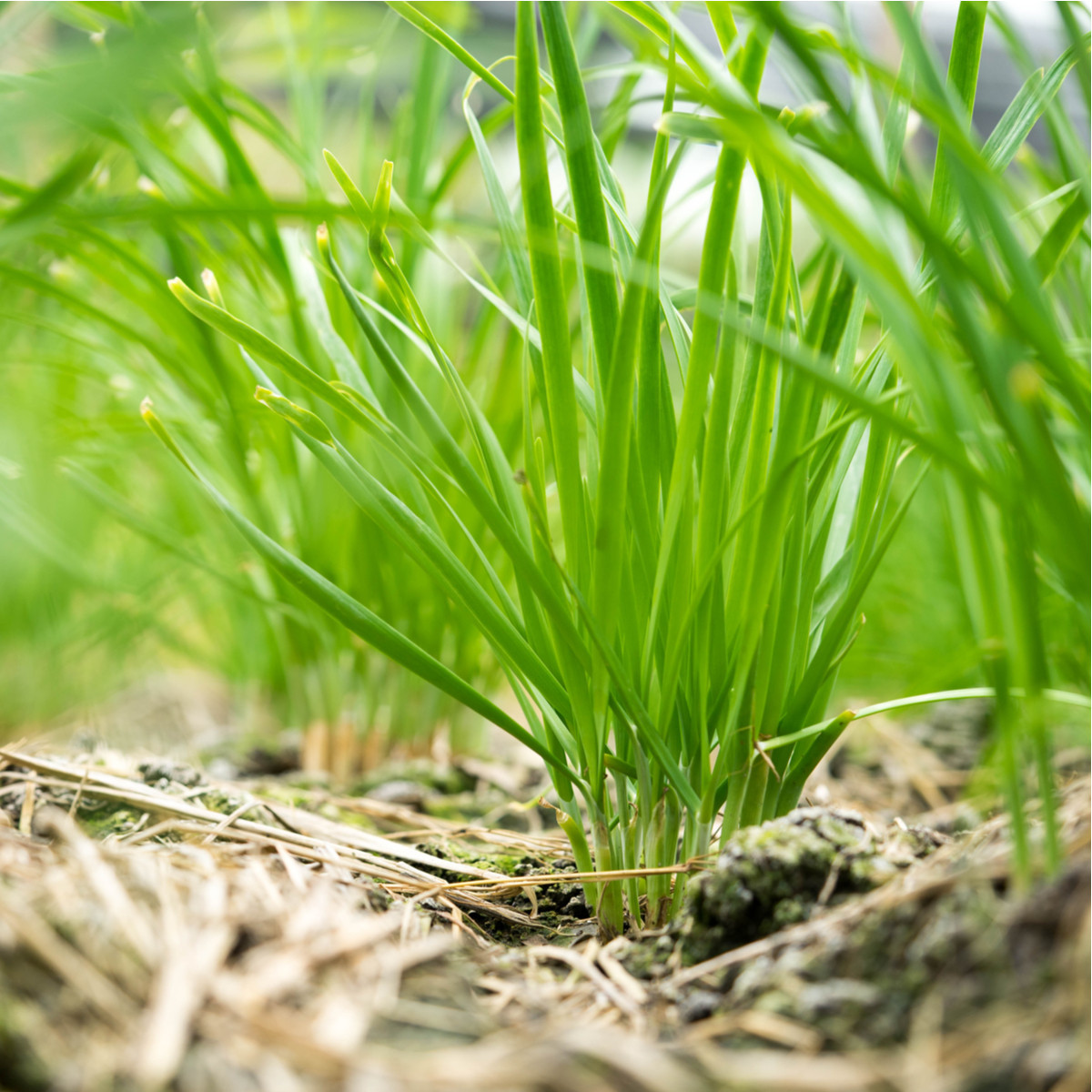 BIO Pažitka - Allium schoenoprasum L. - bio semena - 200 ks
