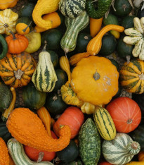 Tykev velkoplodá Gourmet - Cucurbita maxima - semena - 4 ks