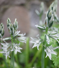 Snědek nicí - Ornithogalum nutans - cibuloviny - 3 ks