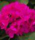 Muškát páskatý Nekita F1 Deep Rose - Pelargonium zonale - semena - 4 ks