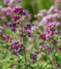 BIO Dobromysl obecná - Origanum vulgare - bio semena - 700 ks