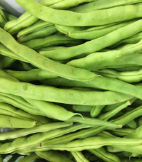 BIO Fazole Speedy - Phaseolus vulgaris - bio semena - 20 ks